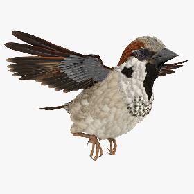 3D House Sparrow Rigged